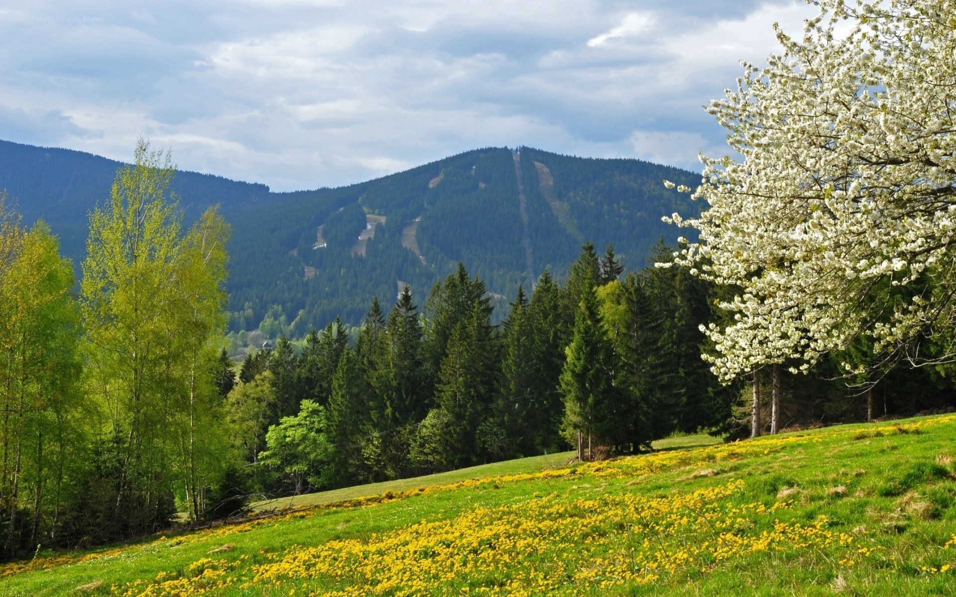 Spring mountain landscape
