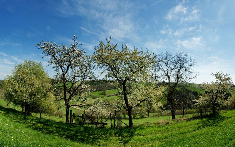 Spring orchard with blooming trees