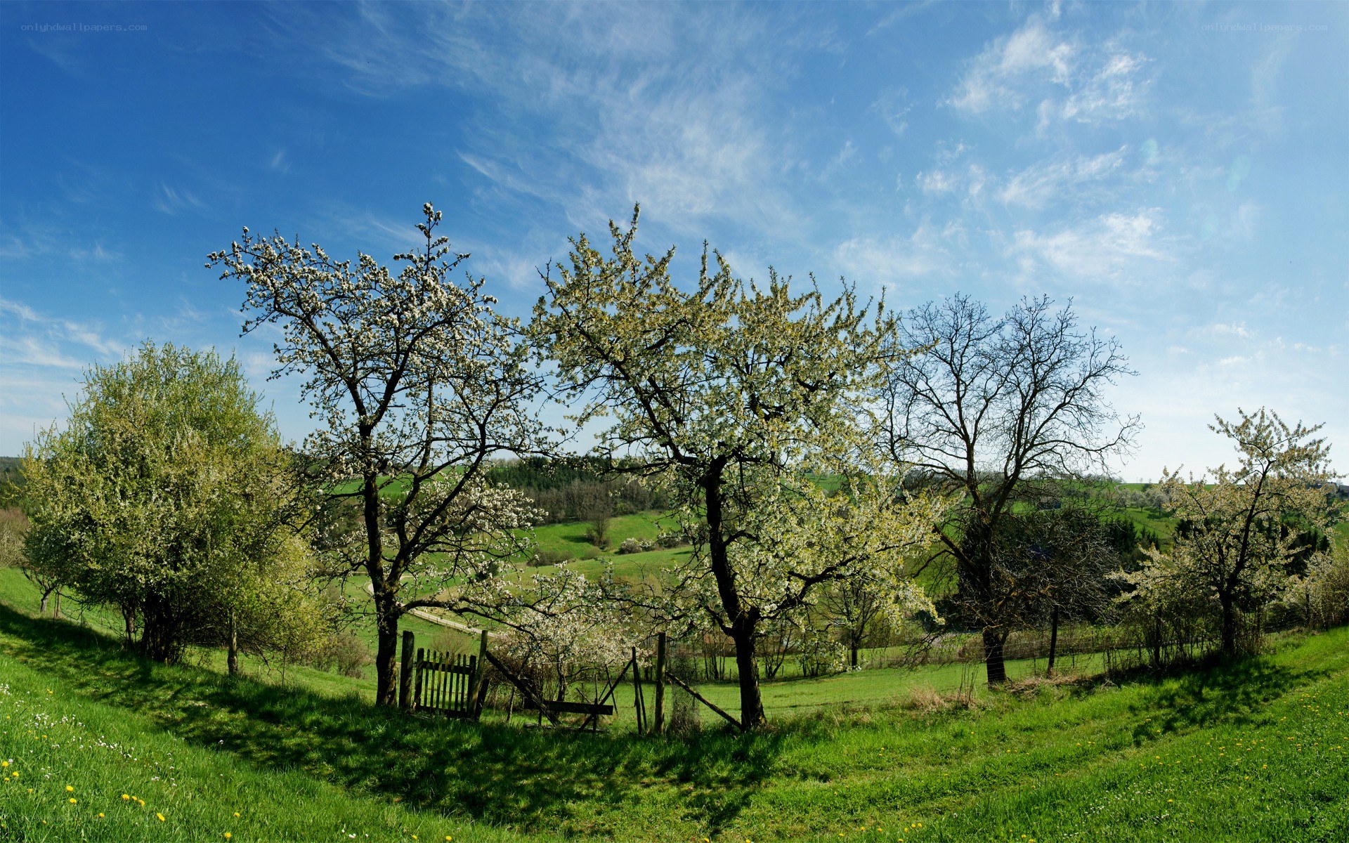 Spring orchard with blooming trees