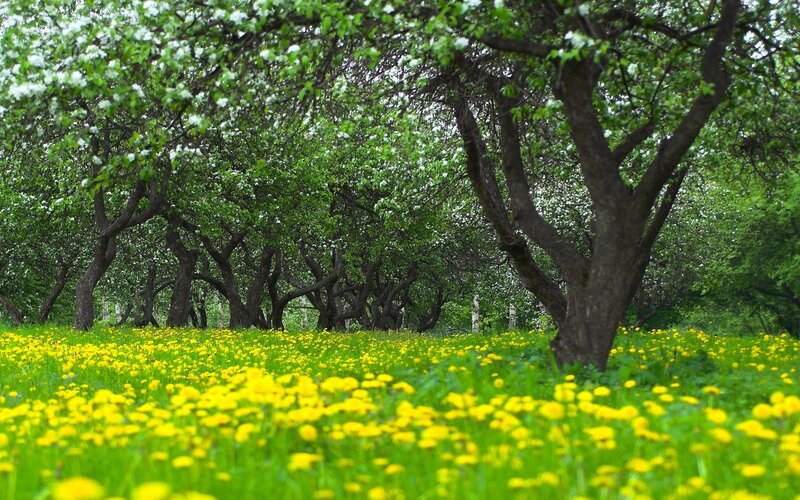 Spring orchard with dandelions