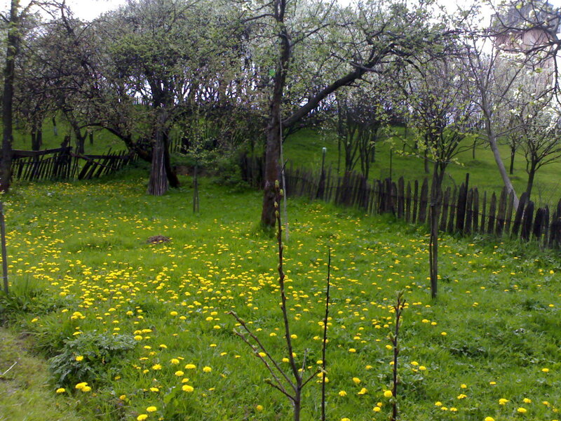 Spring orchard with dandelions