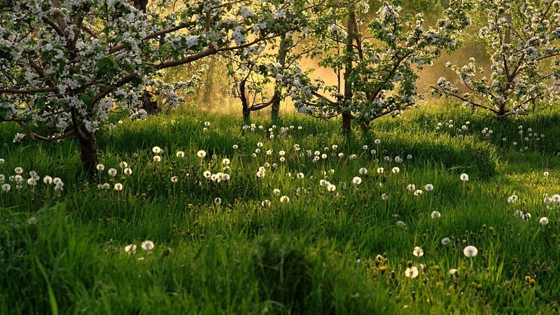 Spring orchard with dandelions