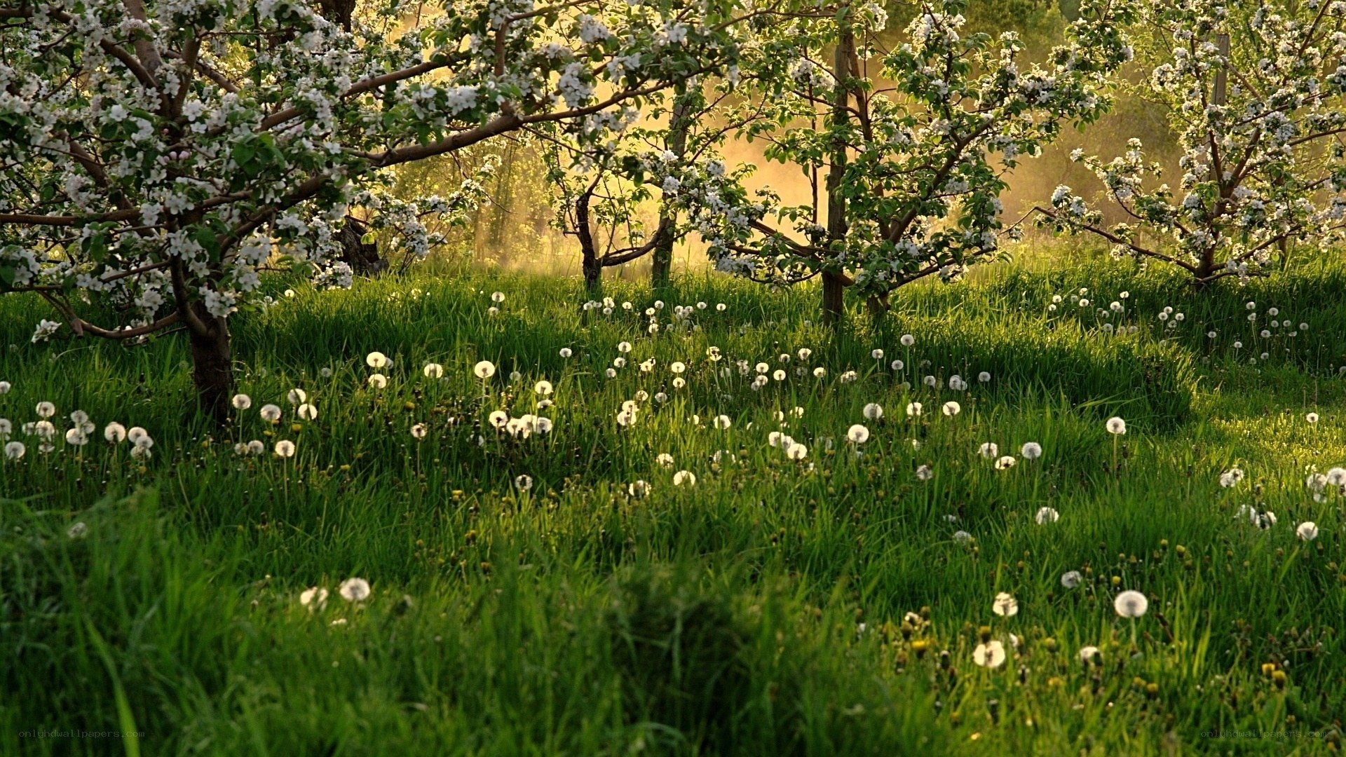 Spring orchard with dandelions