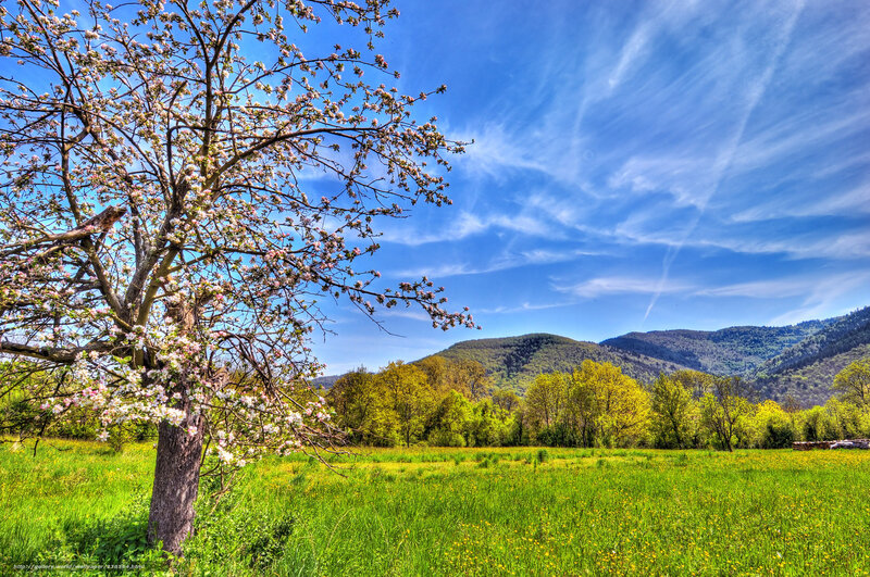 Spring orchard with mountains