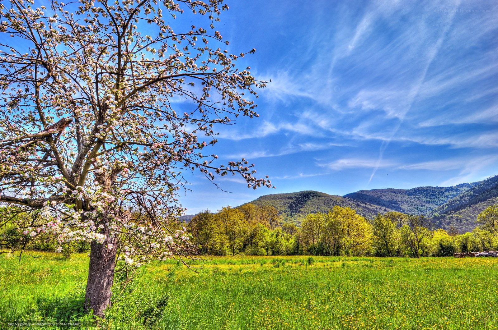 Spring orchard with mountains
