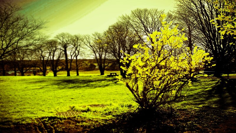 Spring park with blooming bush