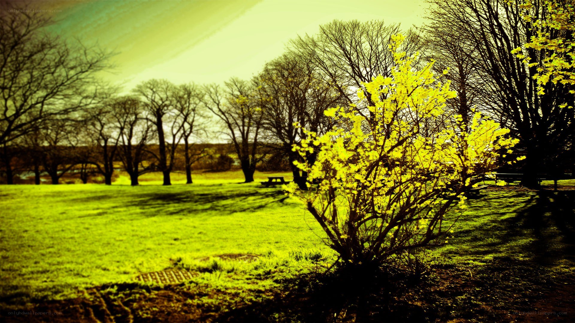 Spring park with blooming bush