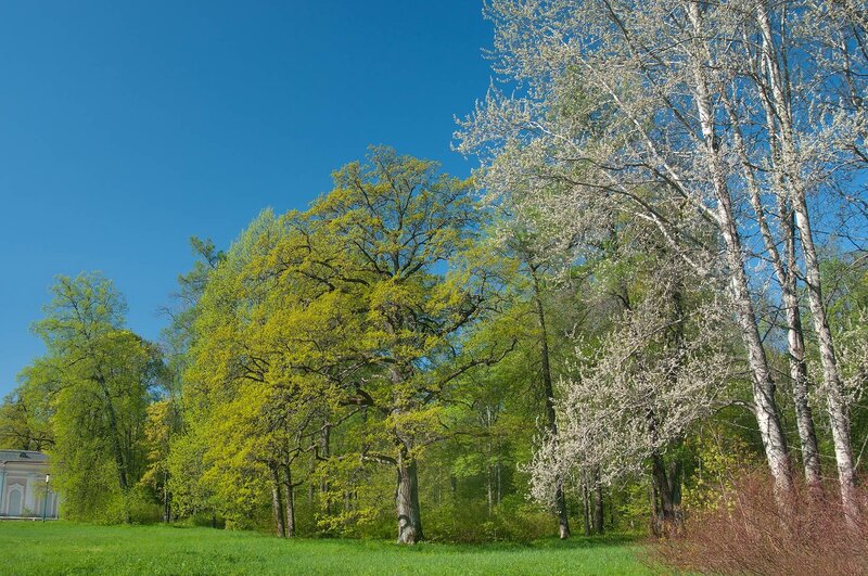 Spring park with blooming trees