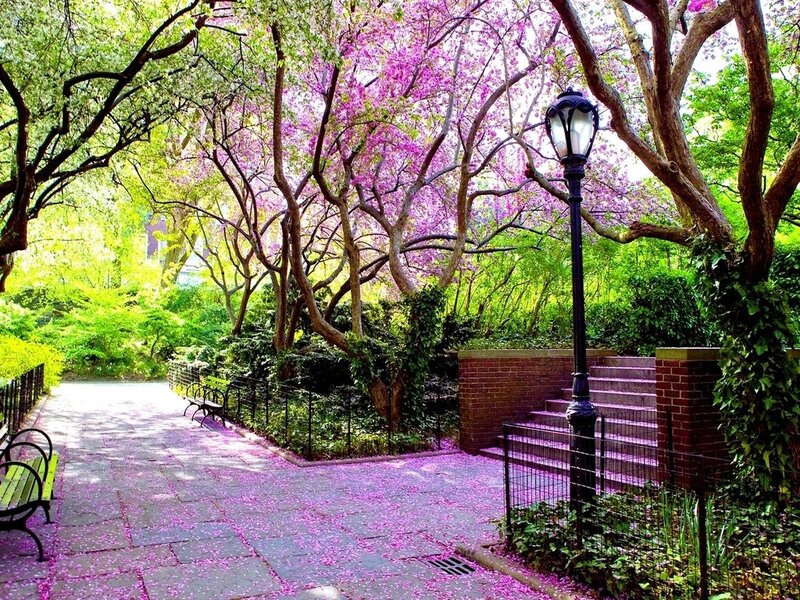 Spring park with cherry blossoms