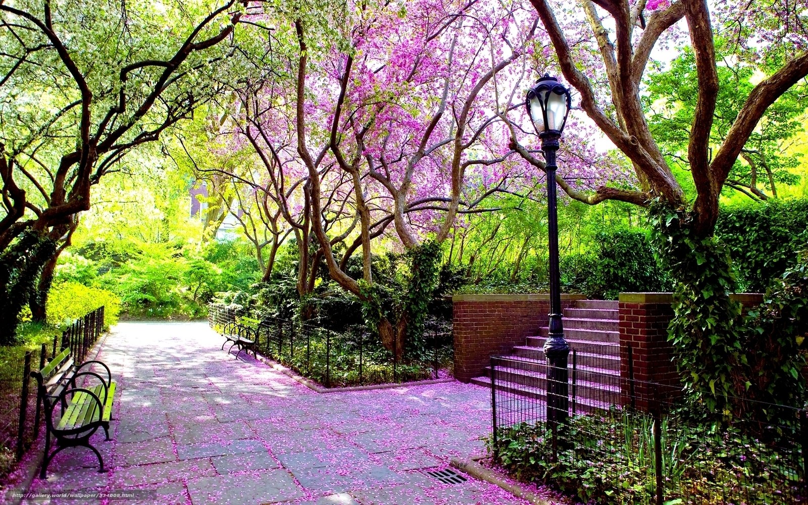 Spring park with cherry blossoms