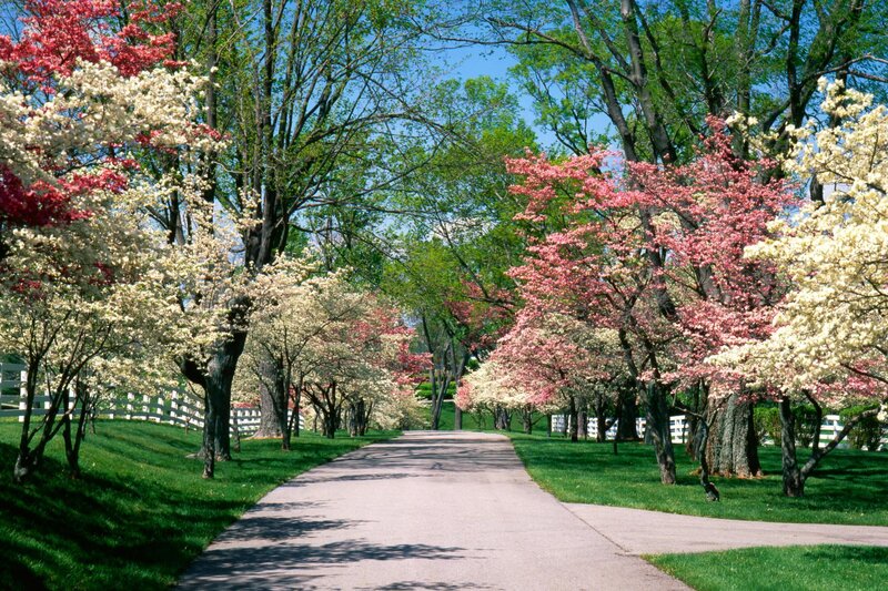 Spring path with blooming trees