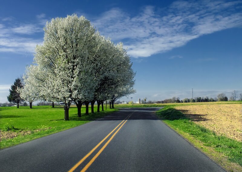 Spring road with blooming trees