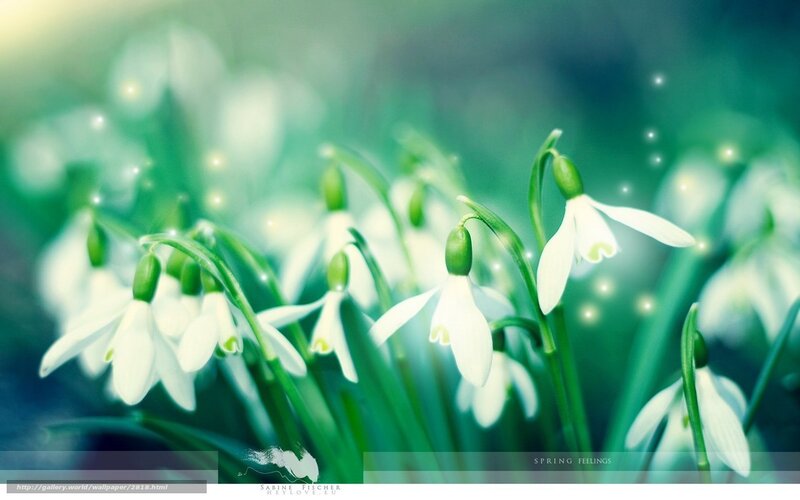 Spring snowdrops in soft light