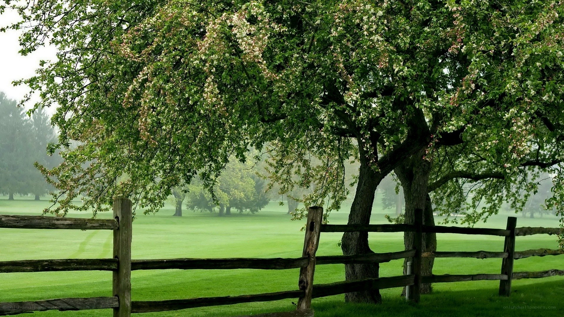 Spring tree by a wooden fence