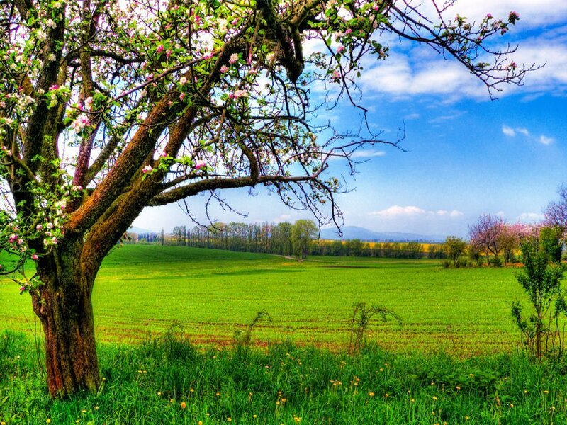 Spring tree in a green field