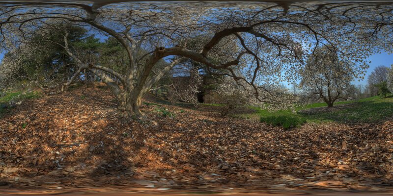 Spring tree in a park