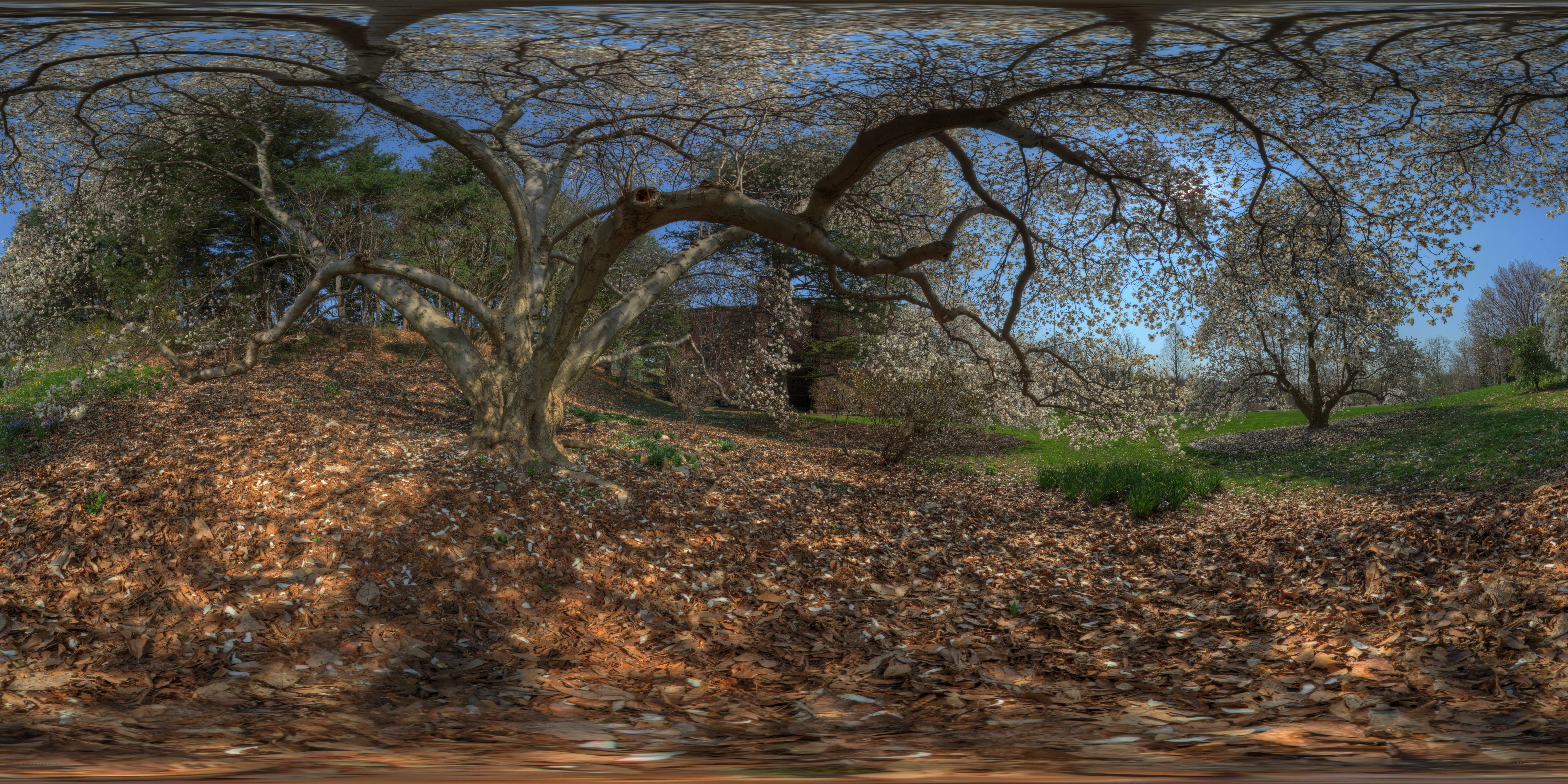 Spring tree in a park