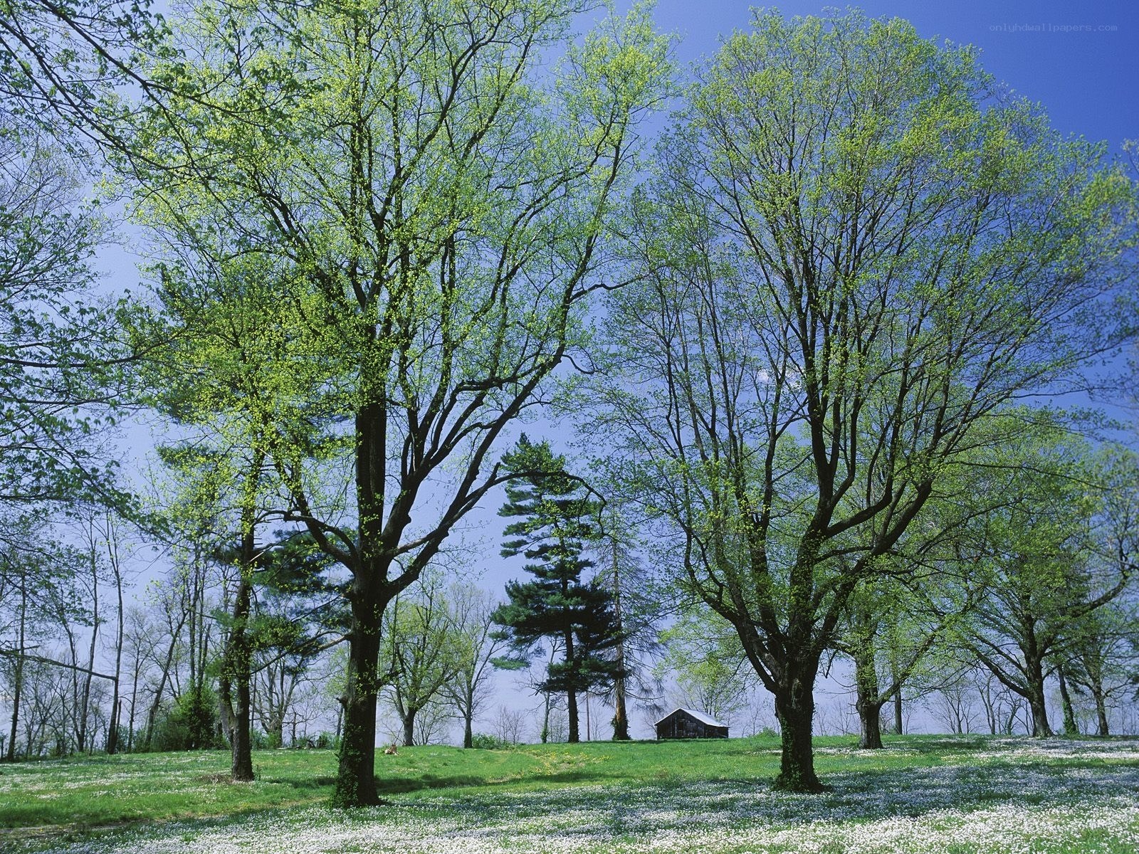 Spring trees and wildflowers