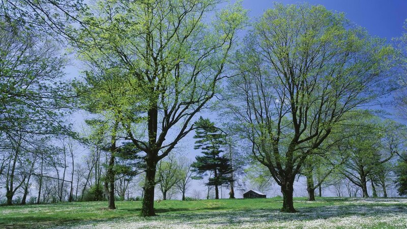 Spring trees in a meadow