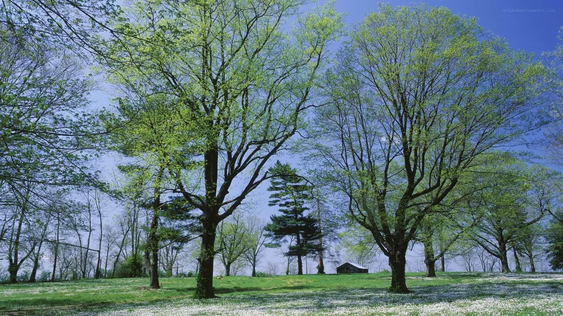 Spring trees in a meadow