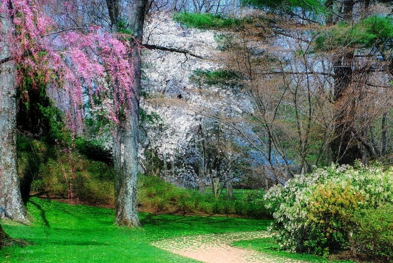 Spring Trees in Park
