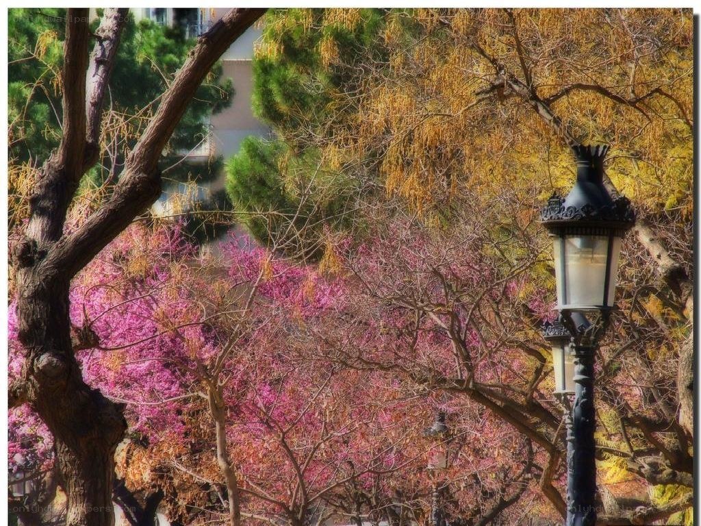 Spring trees with lamp post