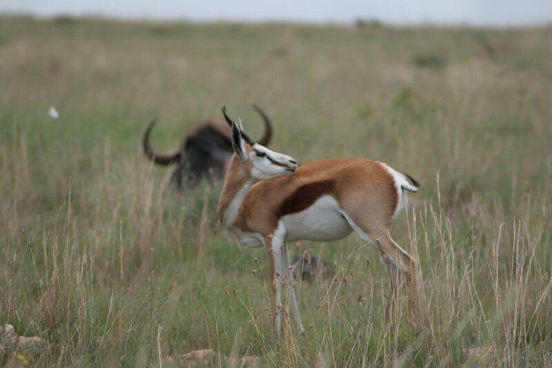 Springbok Antelope