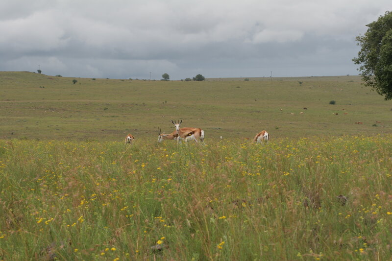 Springbok Antelopes