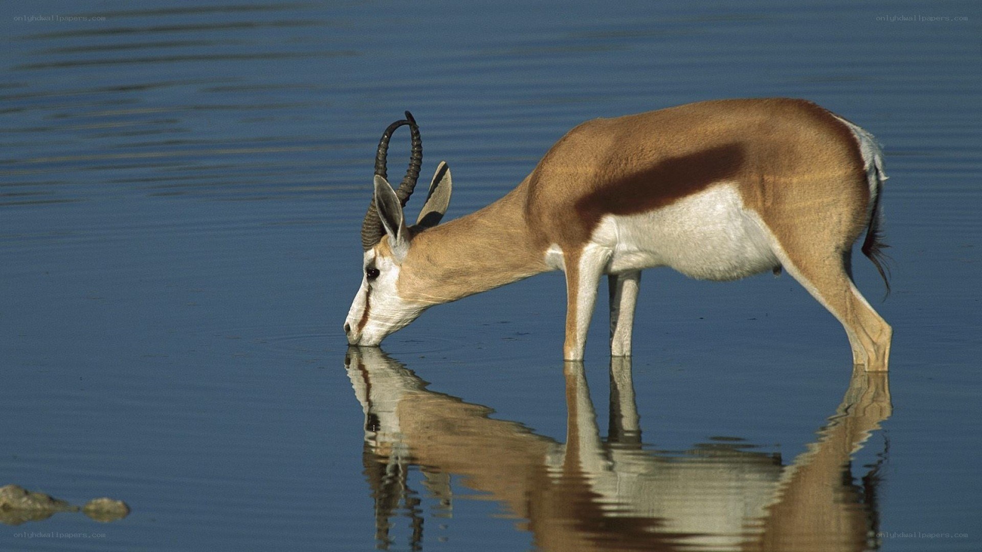 Springbok drinking from water