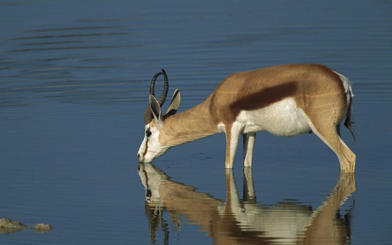 Springbok Drinking Water