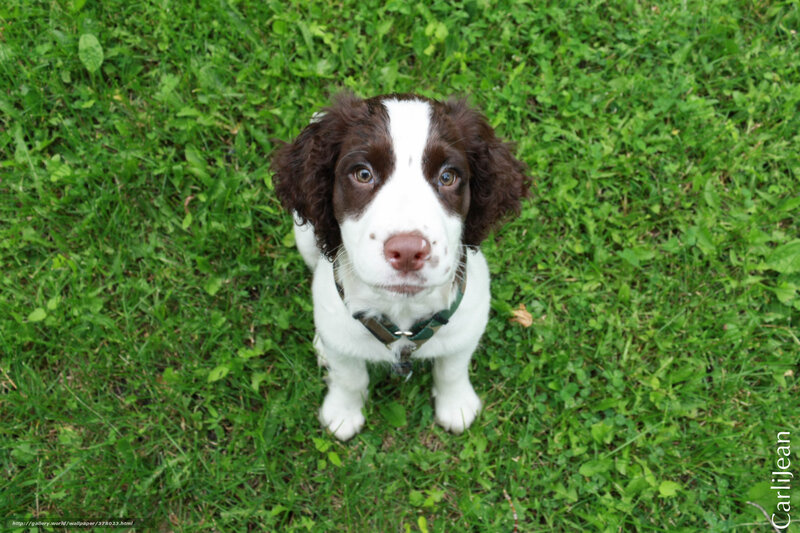 Springer Spaniel Puppy