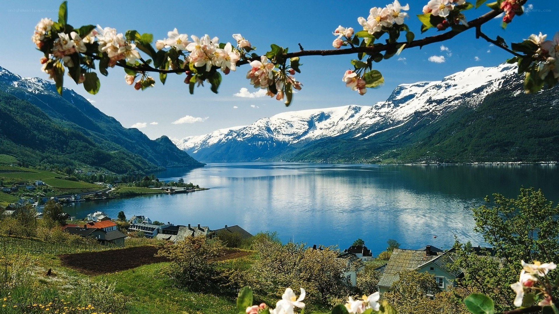 Springtime fjord with blooming trees