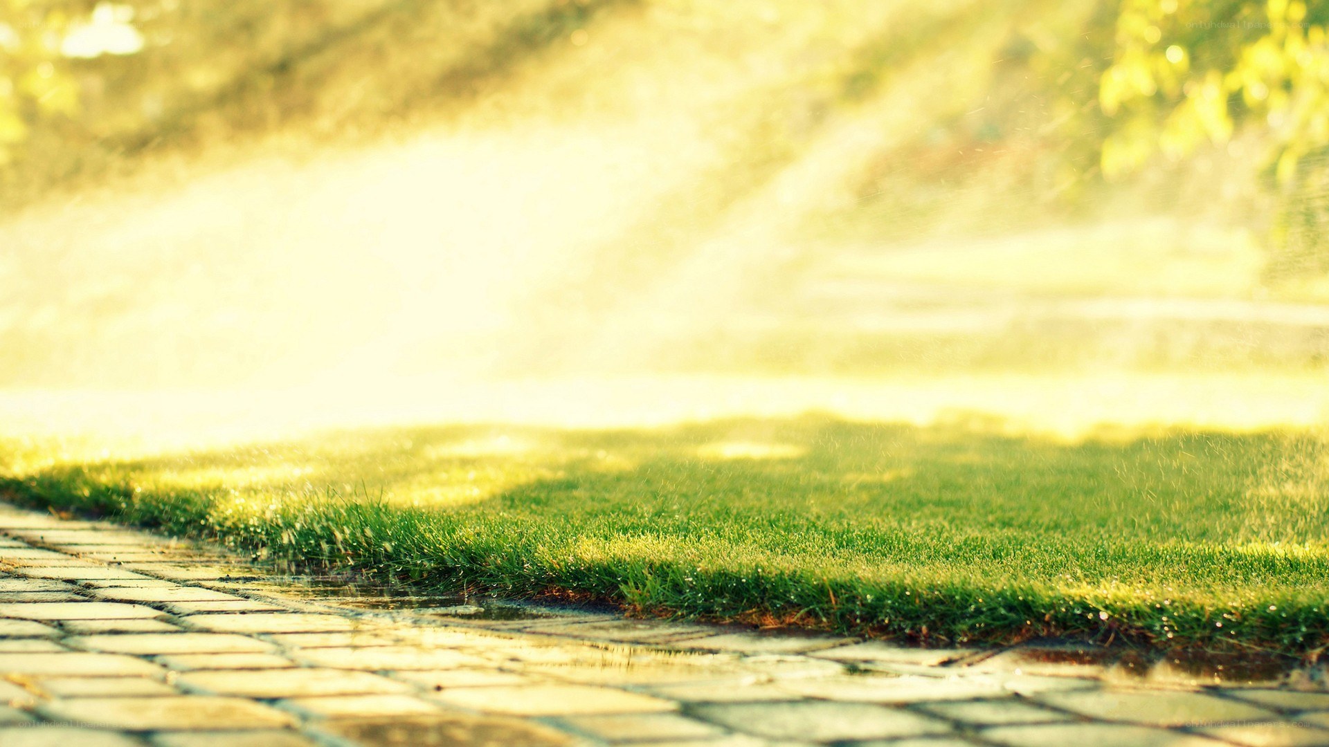 Sprinkler watering a lawn