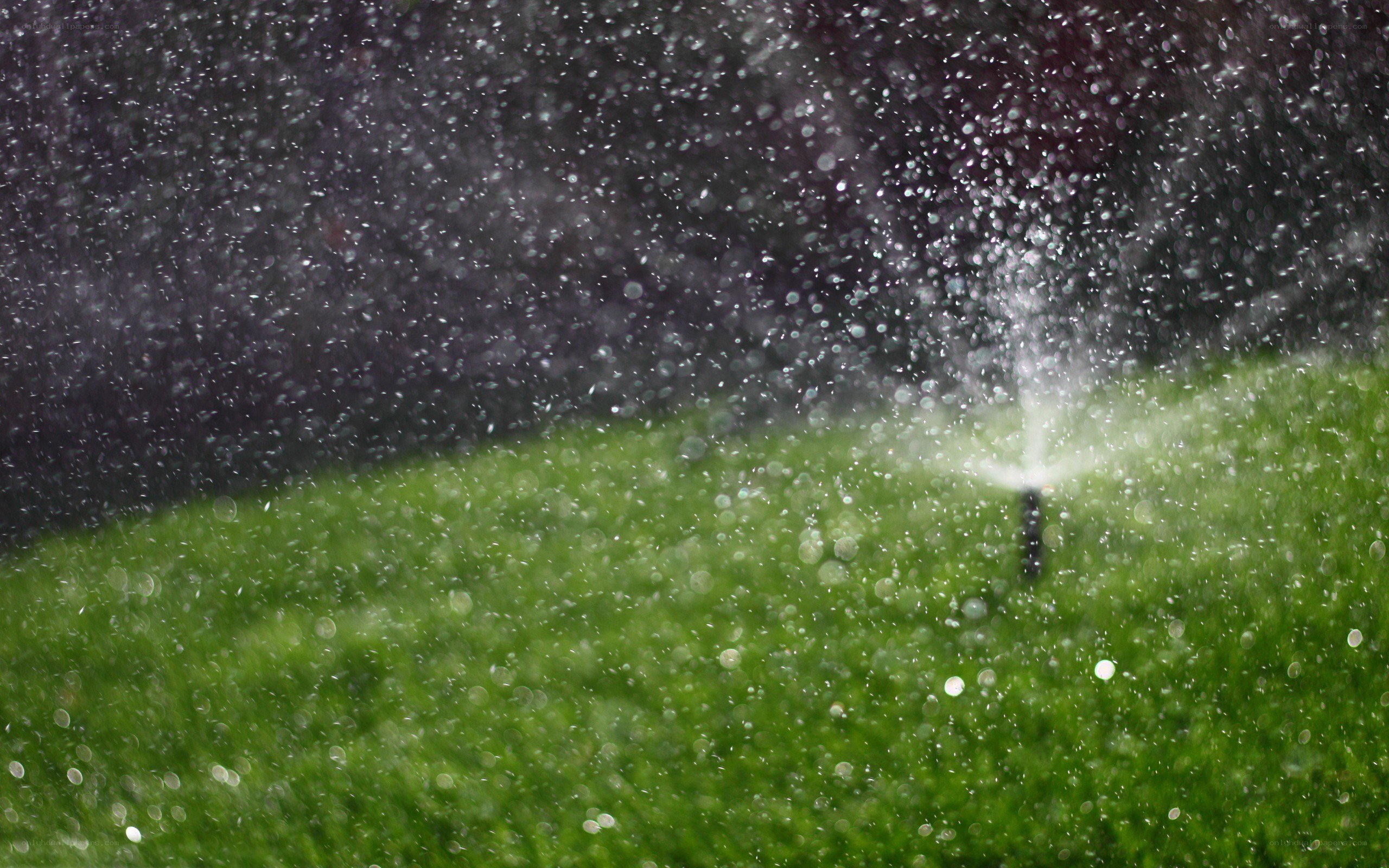 Sprinkler watering a lawn