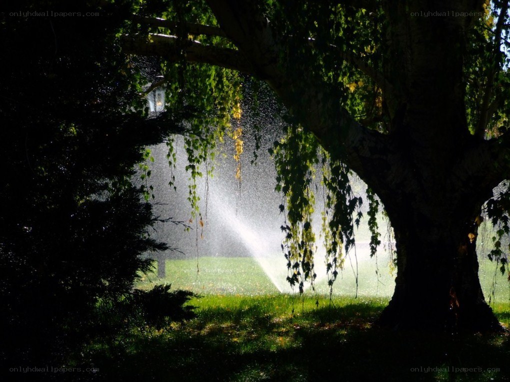 Sprinkler watering under a tree
