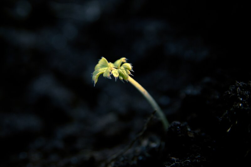 sprout emerging from soil