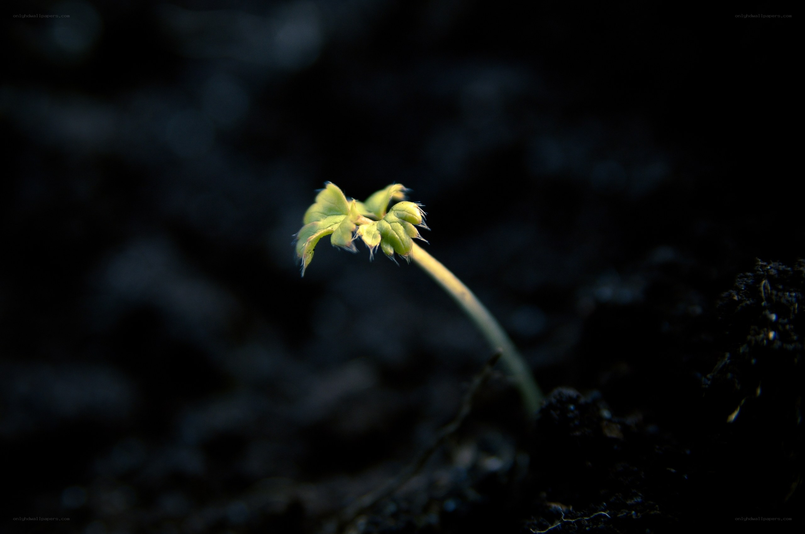 sprout emerging from soil