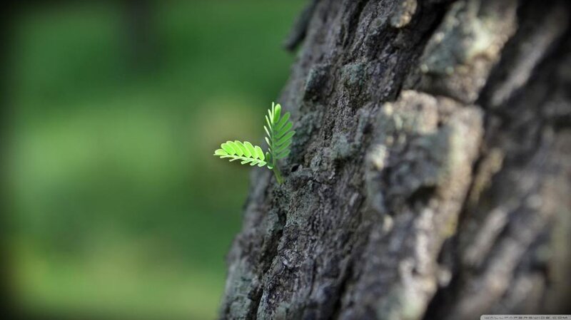 Sprout Growing from Tree