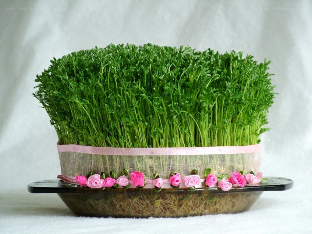 sprouted herbs in a decorative container