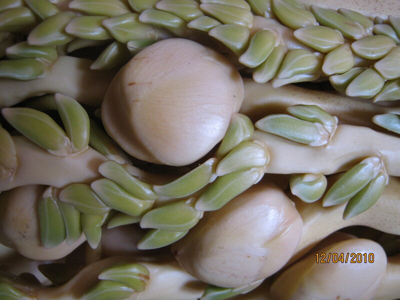 Sprouted Seeds on Stems