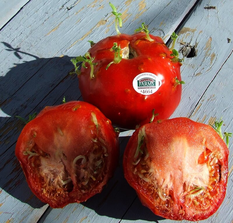 sprouted tomatoes on wood