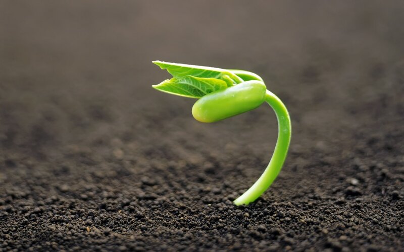 sprouting bean seedling