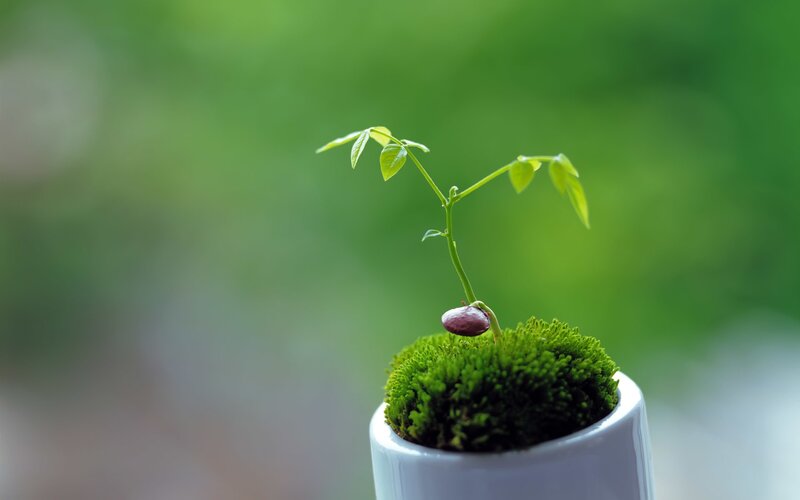 Sprouting Bean Seedling — Green, Serene
