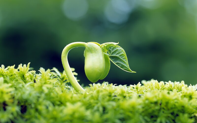 Sprouting Bean Seedling — Green