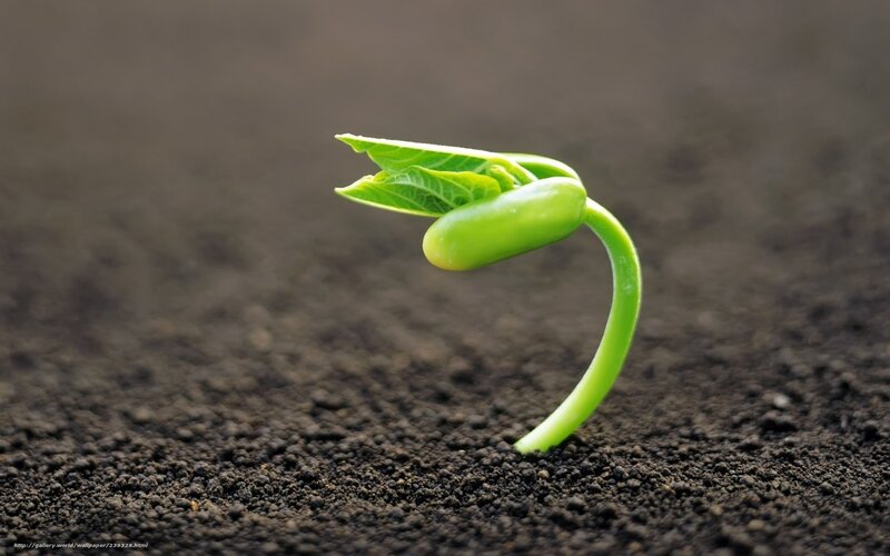 sprouting bean seedling