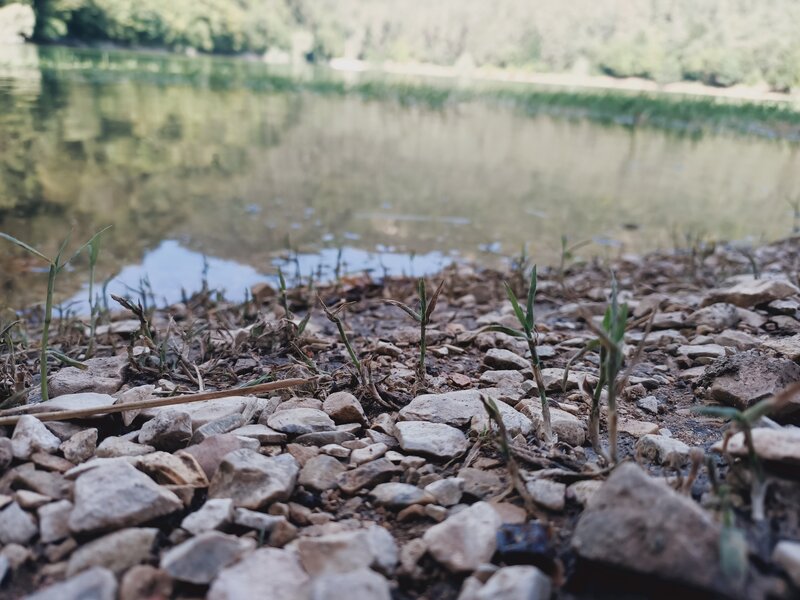 Sprouting Grass on Pebbles