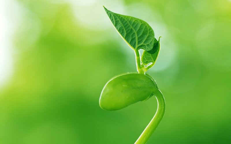 sprouting green bean seedling
