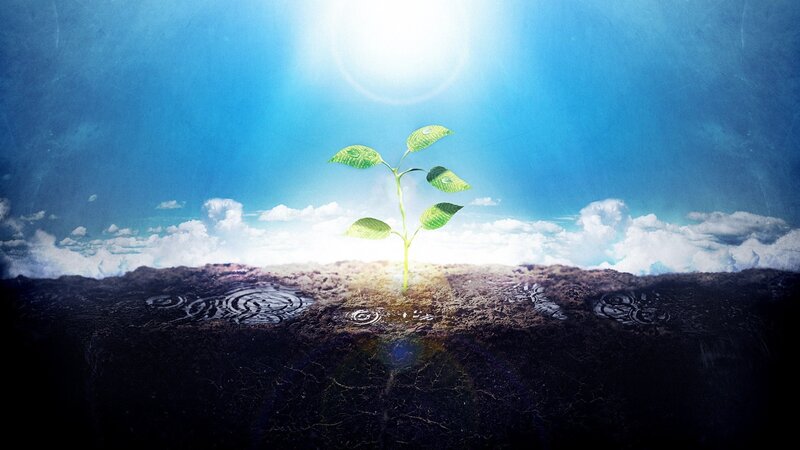 Sprouting Green Plant — Blue, Serene, Morning