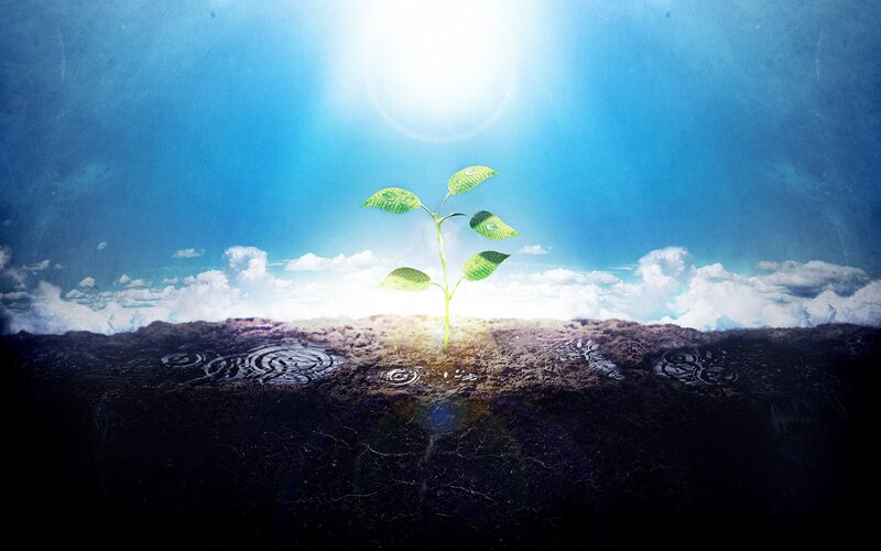 Sprouting Green Plant — Blue, Serene