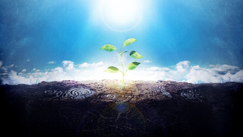 Sprouting Green Plant — Blue